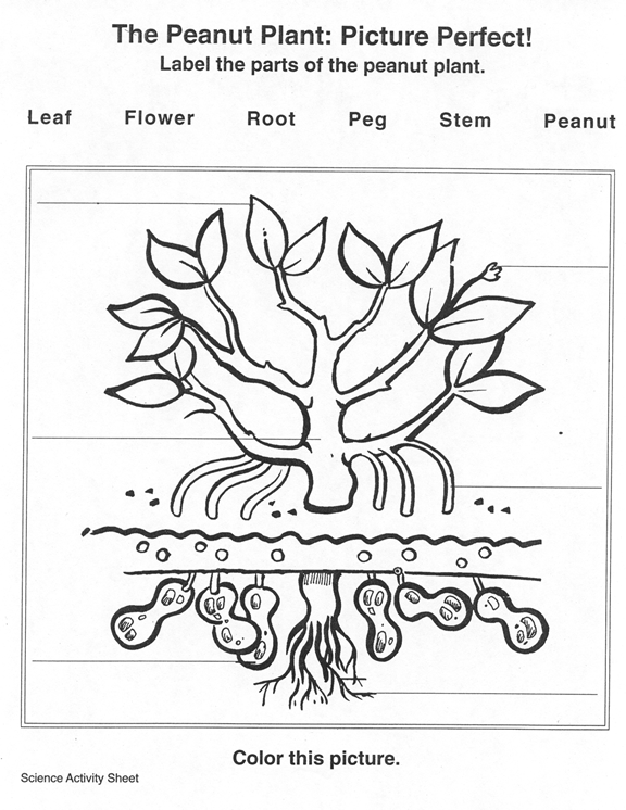 George washington carver coloring and activity book