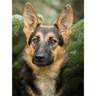 German shepherd adults paint by number kits