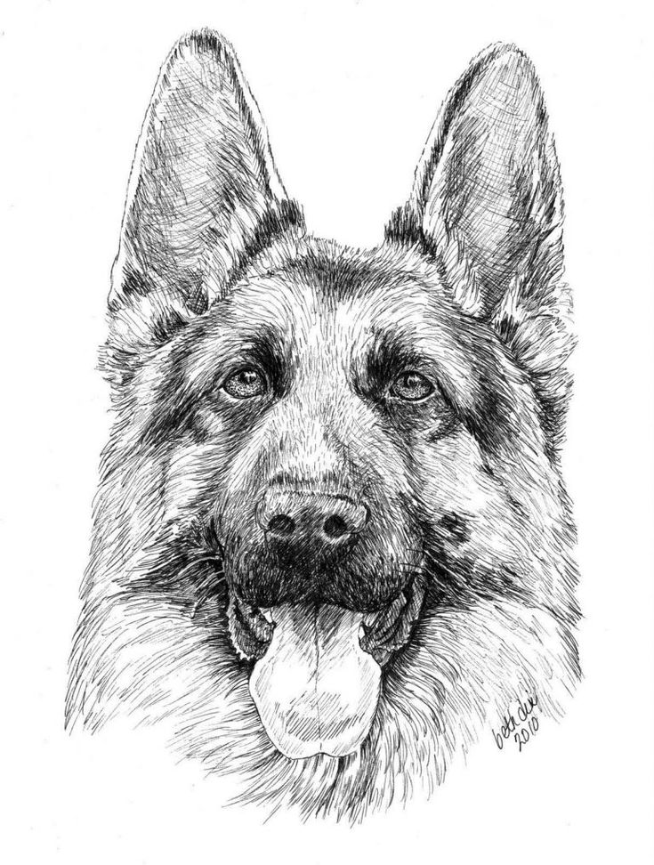 German shepherd coloring pages