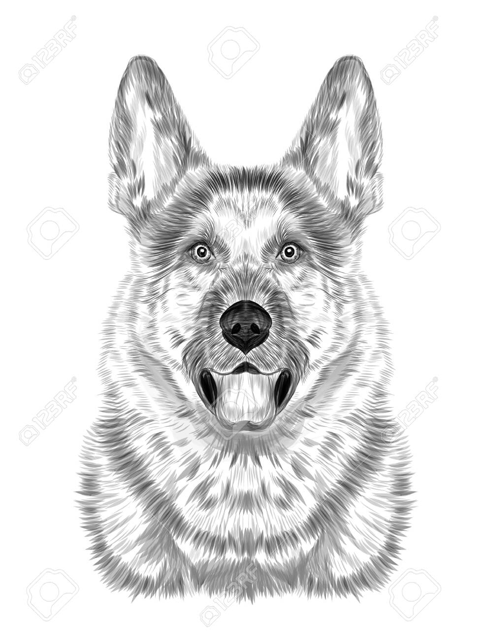 German shepherd black and white sketch coloring book portrait vector illustration royalty free svg cliparts vectors and stock illustration image