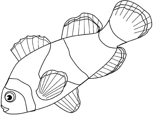 Clown fish dive coloring pages best place to color in fish coloring page clown fish animal coloring pages