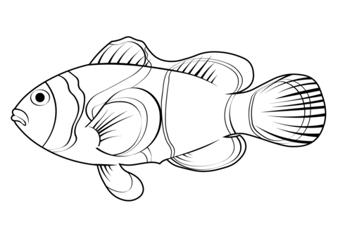 Clownfish coloring pages free coloring pages