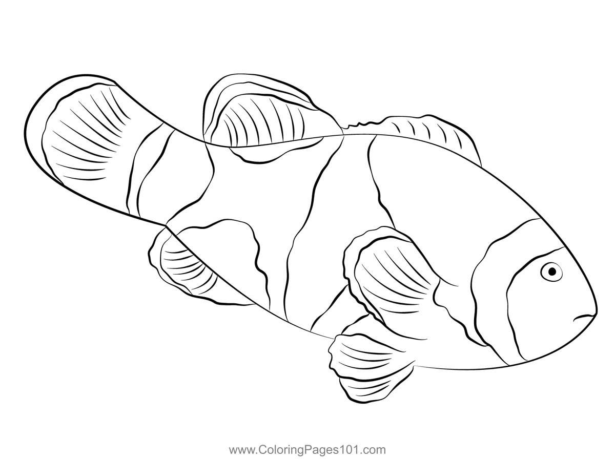 Black onyx clown fish coloring page for kids