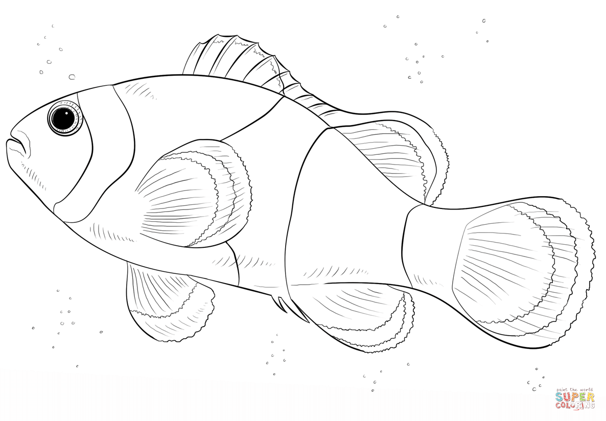 Clown fish coloring page free printable coloring pages