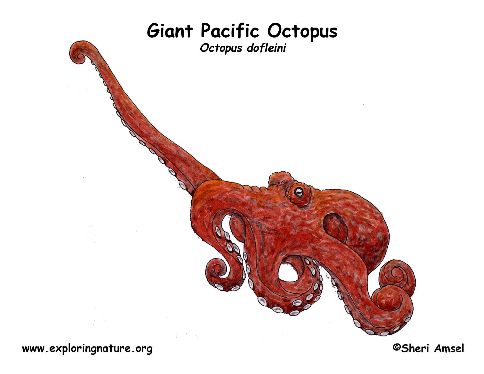 Octopus giant pacific