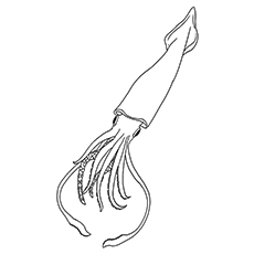 Top free printable squid coloring pages online