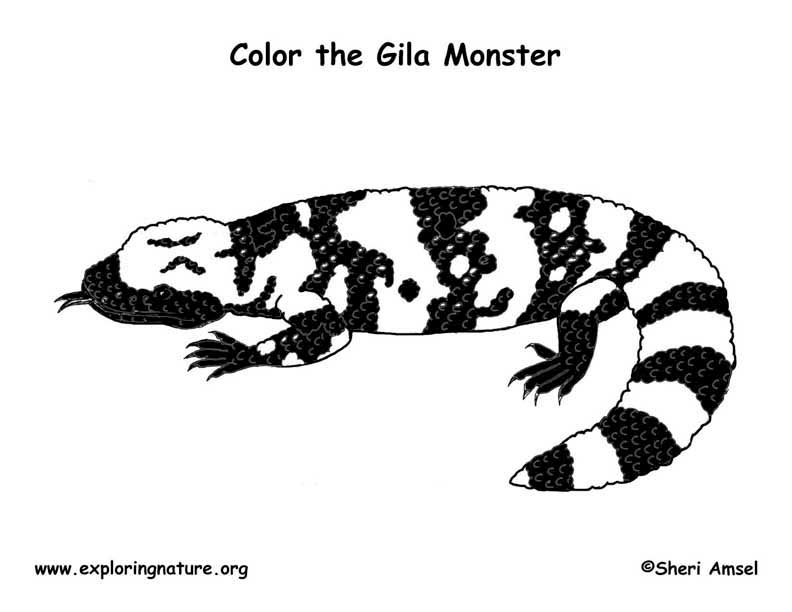 Gila monster coloring page