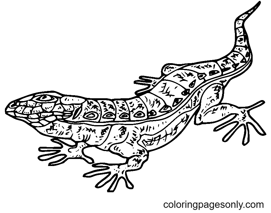 Lizard coloring pages printable for free download