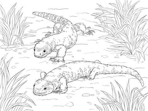 Beaded lizard and gila monster coloring page free printable coloring pages