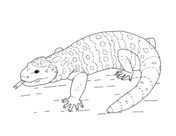 Gila monster coloring page by mama draw it tpt