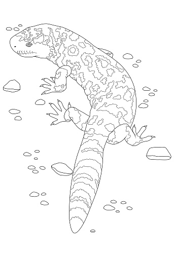 Gila monster stock illustration