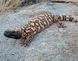 Gila monster climbing behavior ask a biologist