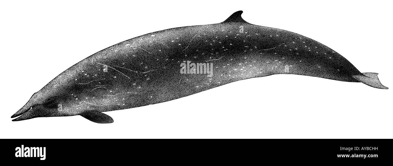 Whale cut out stock images pictures