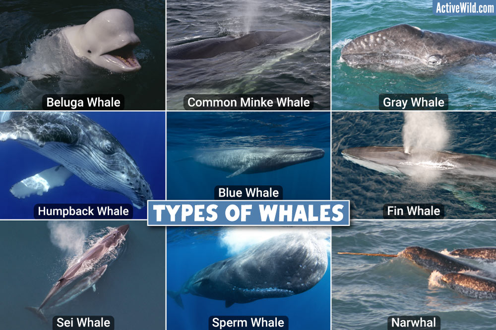 Types of whales pictures facts on every living whale species