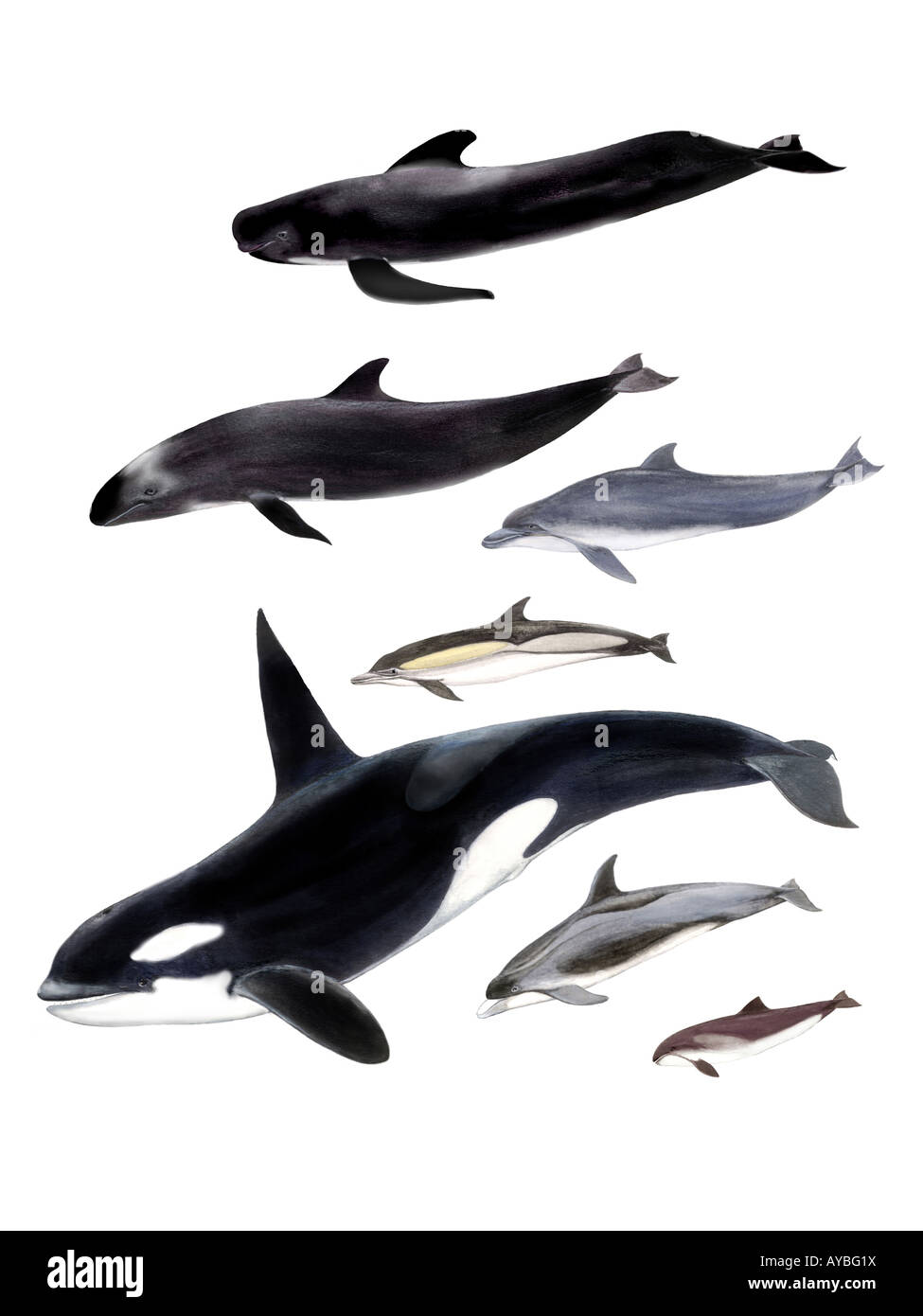 Toothed whale cut out stock images pictures