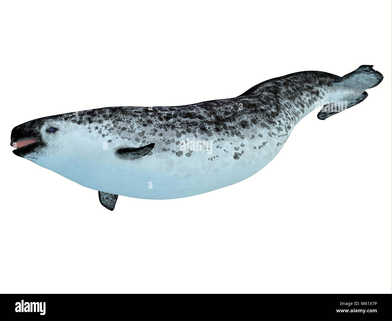 Toothed whale cut out stock images pictures