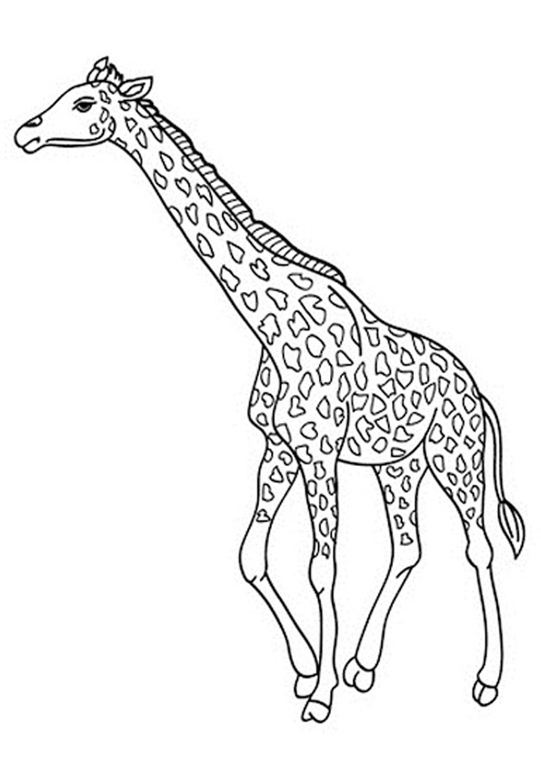 Coloring pages giraffe coloring pages for kids