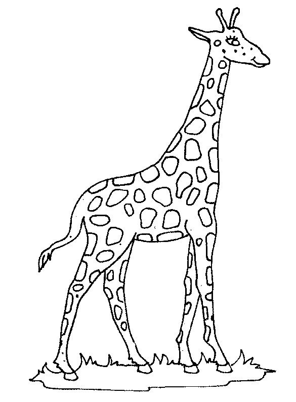 Coloring page giraffe giraffe giraffe coloring pages giraffe colors animal coloring pages