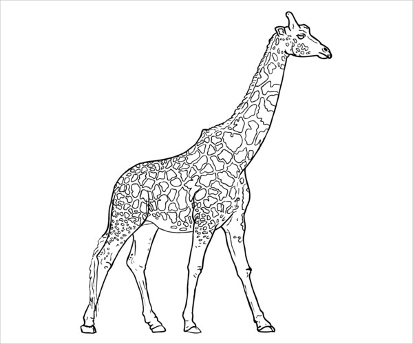 Giraffe coloring pages