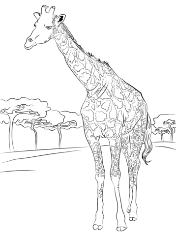 Beautiful giraffe coloring page free printable coloring pages