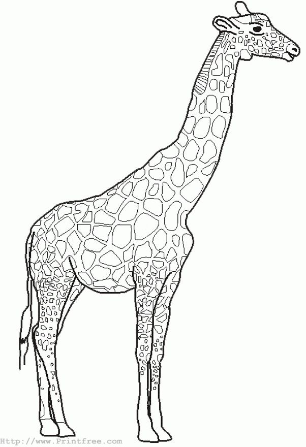 Big coloring pages of animals giraffe outline image animal coloring pages giraffe drawing coloring pages