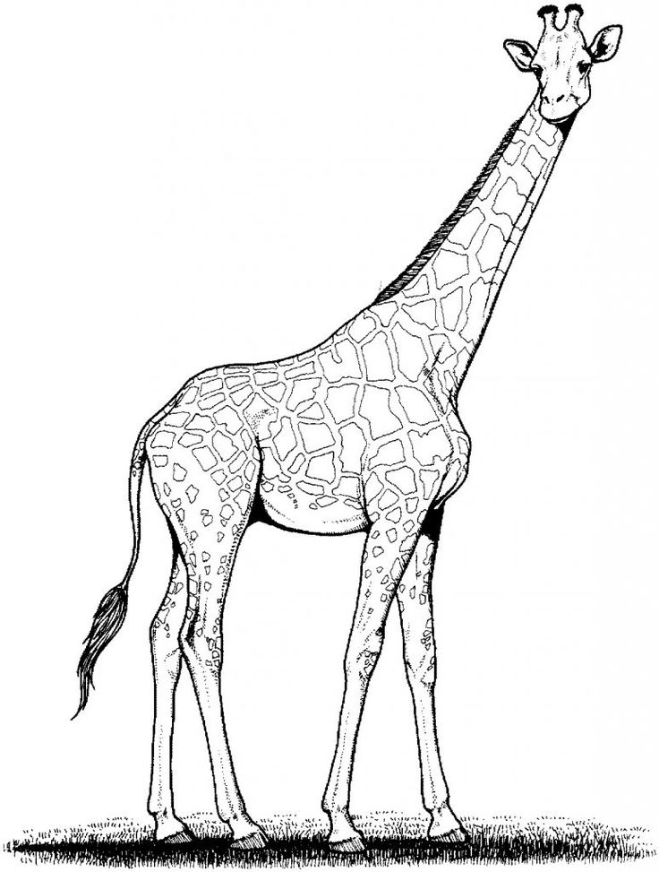 Free printable giraffe coloring pages for kids giraffe coloring pages giraffe pictures giraffe colors