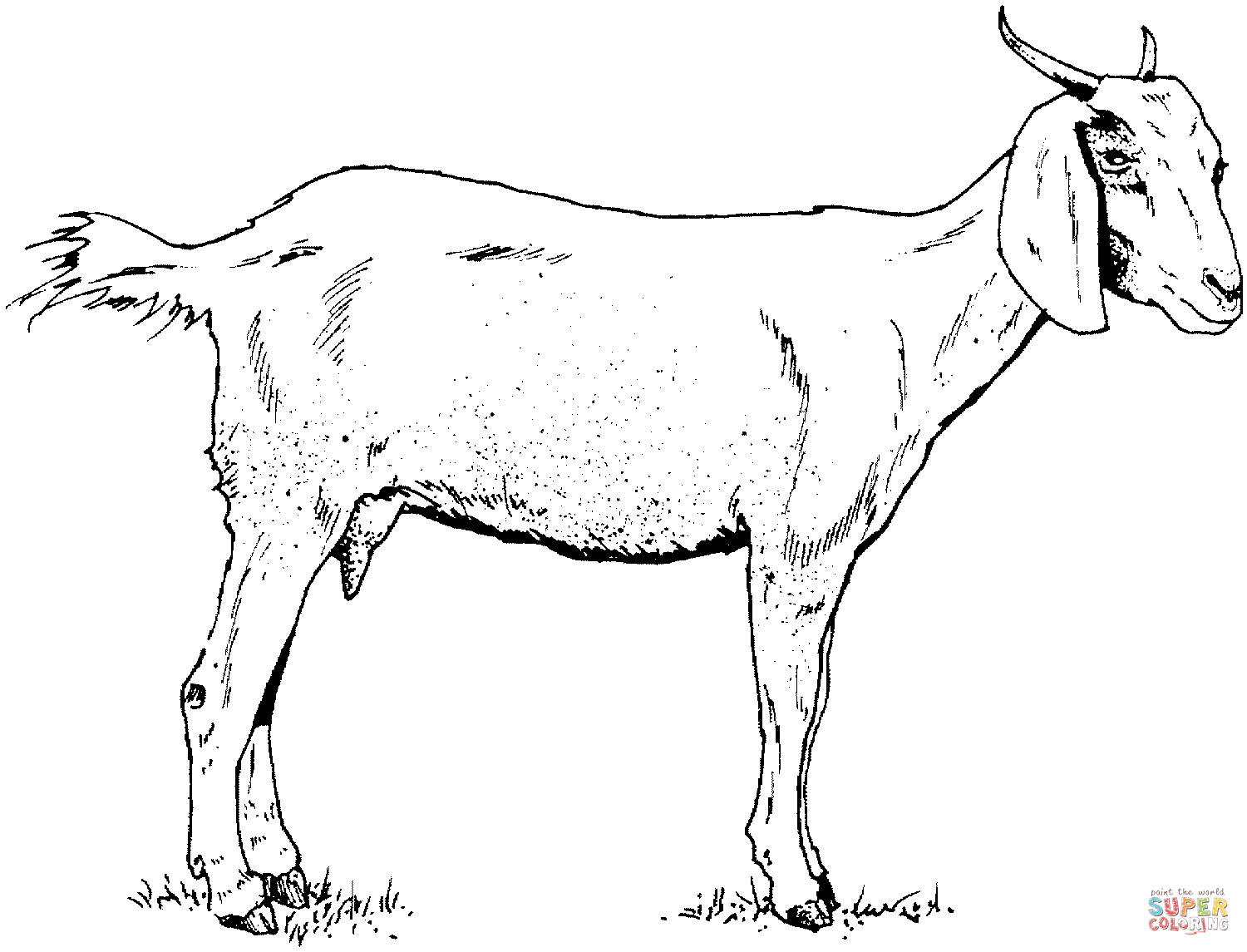 Goat coloring page free printable coloring pages farm animal coloring pages animal coloring pages horse coloring pages