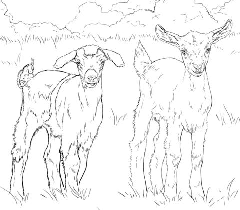 Baby goats coloring page free printable coloring pages