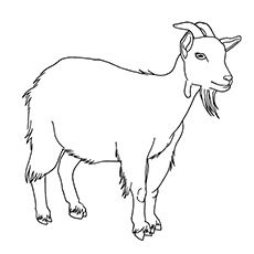 Top free printable goat coloring pages online goat picture cute goats goat art
