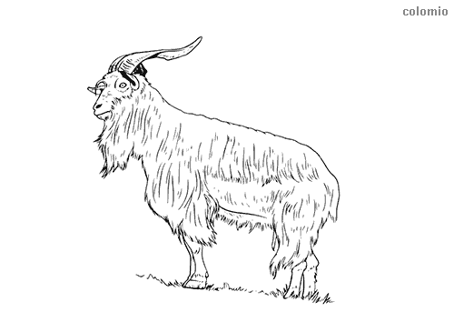 Goats coloring pages free printable goat coloring sheets