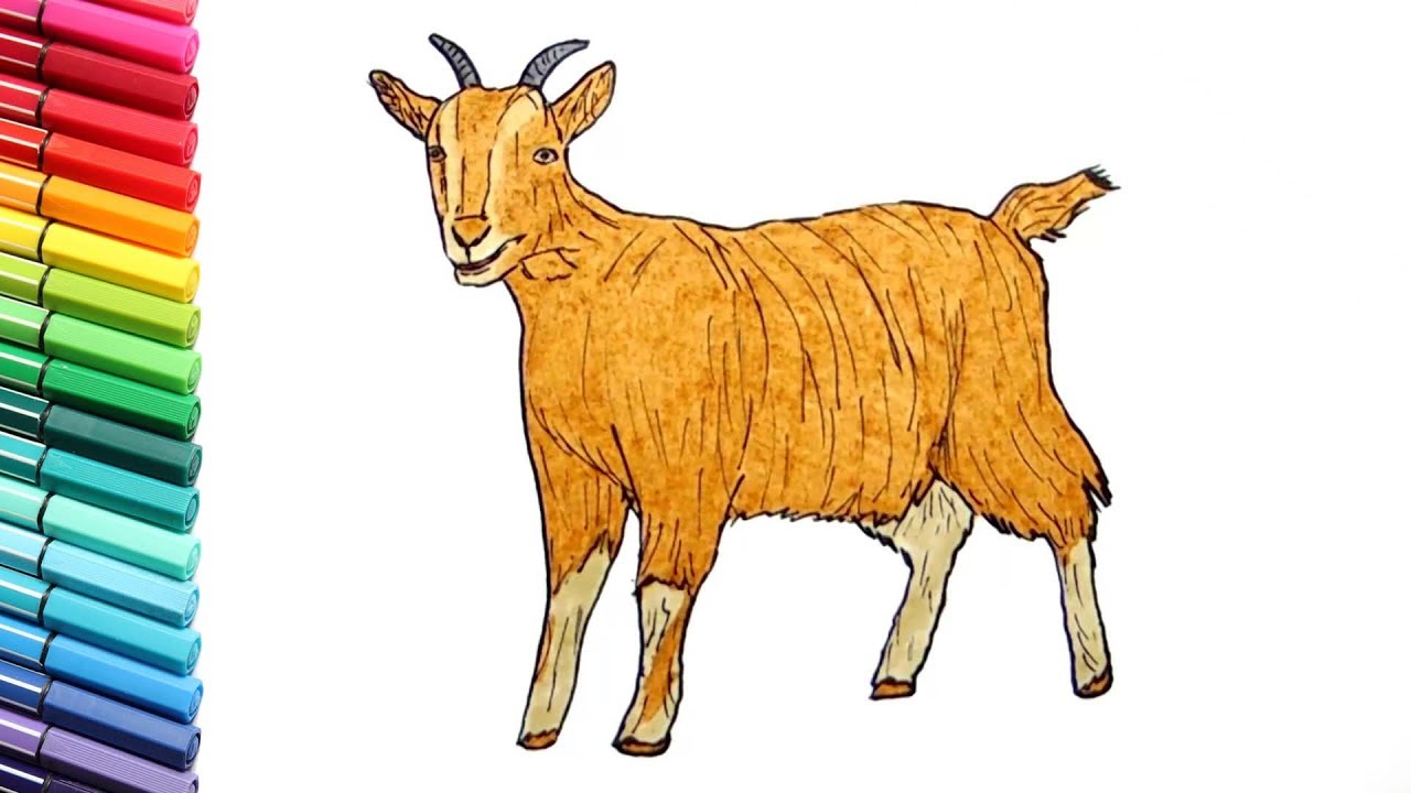 Drawing and coloring a goat