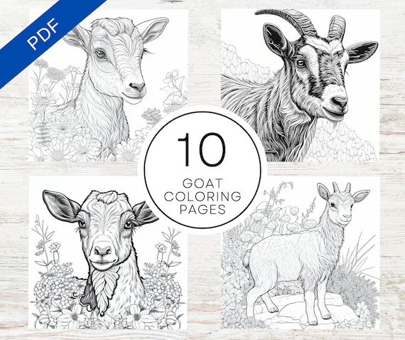 Realistic goat coloring pages for teens adults a printable animal coloring sheets instant download