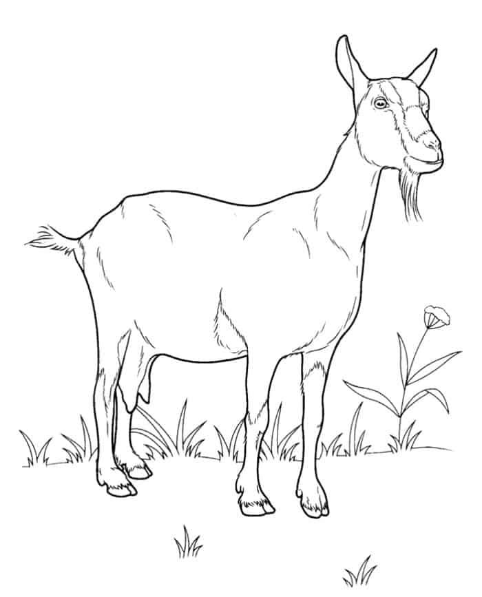 Coloring pages cute goats coloring pages