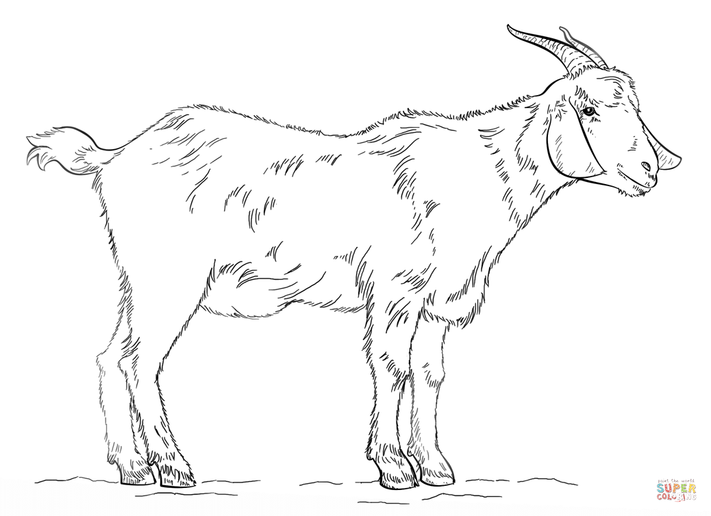 Billy goat coloring page free printable coloring pages