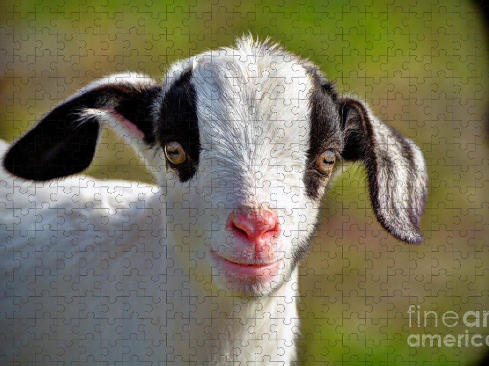 Baby billy goat jigsaw puzzle by savannah gibbs