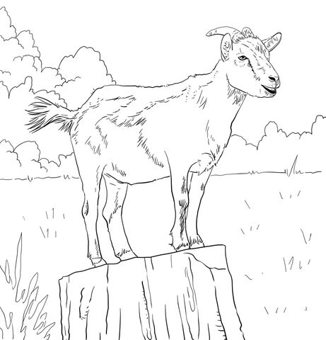 Realistic domestic goat coloring page free printable coloring pages coloring pages animal coloring pages dog coloring page