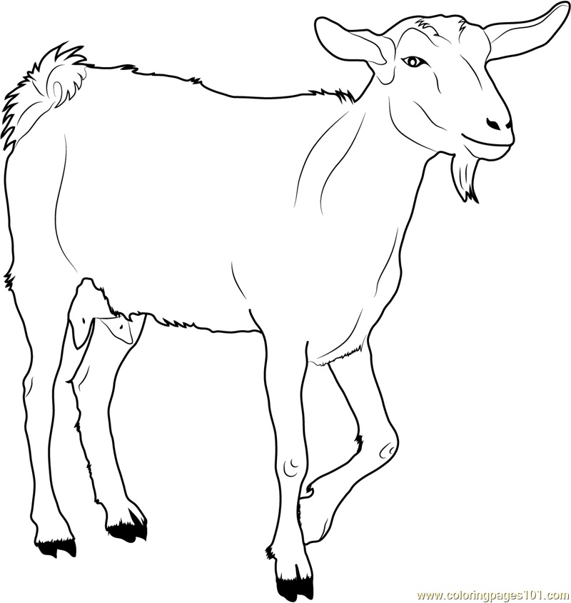 Coloring pages white goat