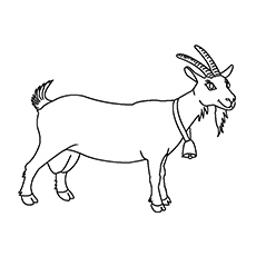 Top free printable goat coloring pages online