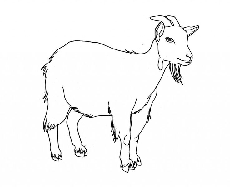 Free printable goat coloring pages for kids goat picture cute goats goat art