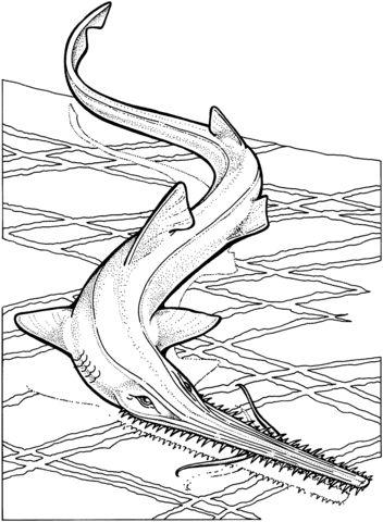 Sawfish coloring page from ray category select from printable crafts of cartoons nature aâ shark coloring pages coloring pages toy story coloring pages