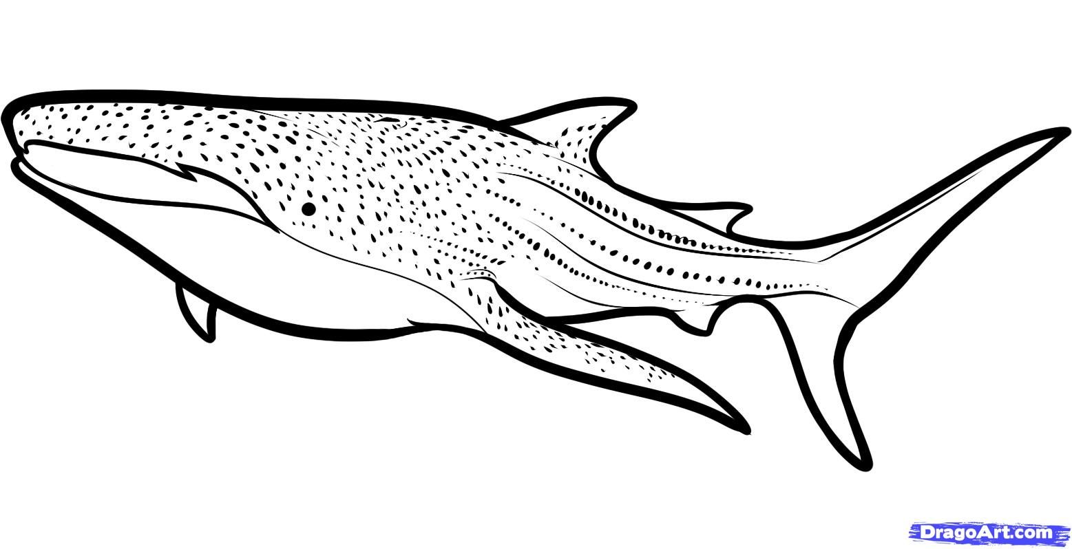 Shark coloring pages whale shark whale coloring pages