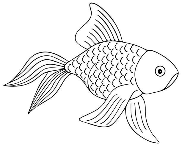 Gold fish fan tail vector illustration outline on a white isolated background the inhabitant of the pond and aquarium hand drawing style sketch pet coloring book for children and adults stock illustration