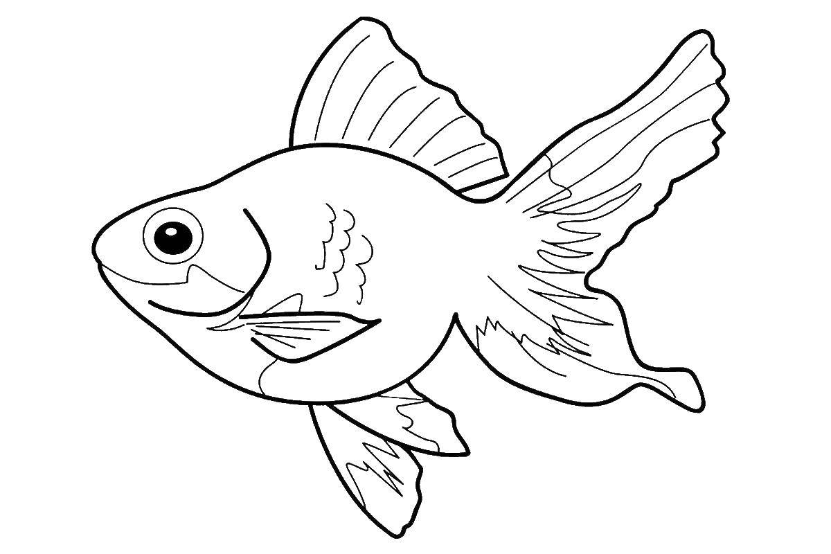 Online coloring pages coloring page goldfish gold fish coloring pages website