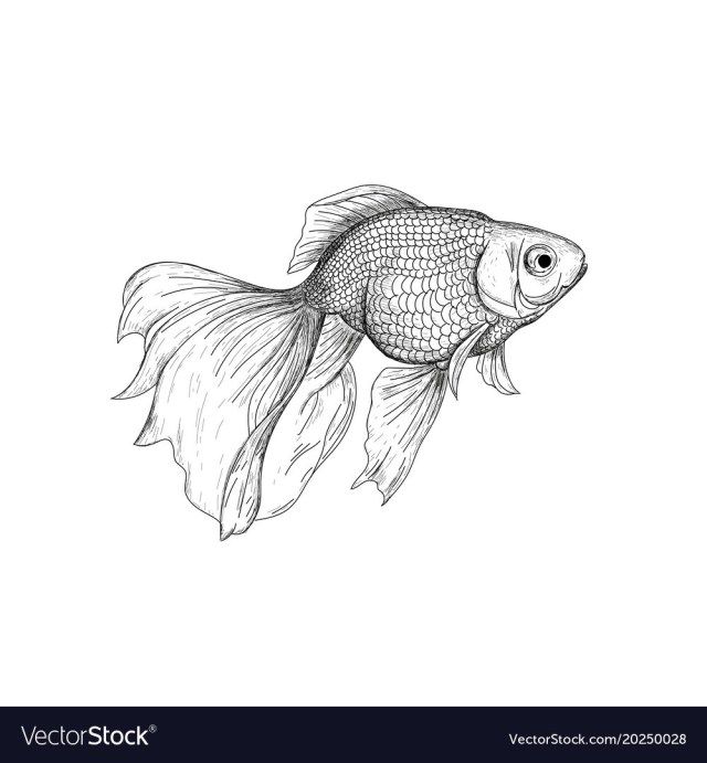 Best photo of goldfish coloring page