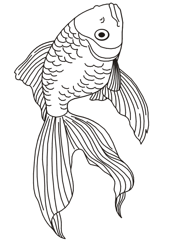 Goldfish coloring page a realistic goldfish drawing