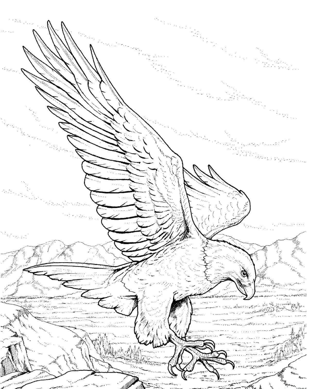 Bald eagle coloring pages printable for free download