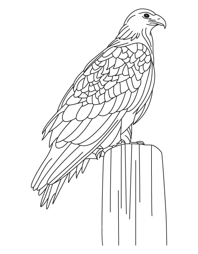 Largest golden eagle coloring page download free largest golden eagle coloring page for kids best coloring pages