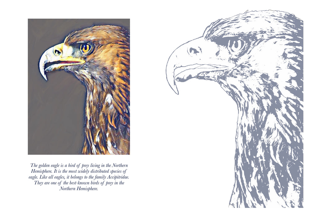 Golden eagle colouring page digital download â ross art and craft