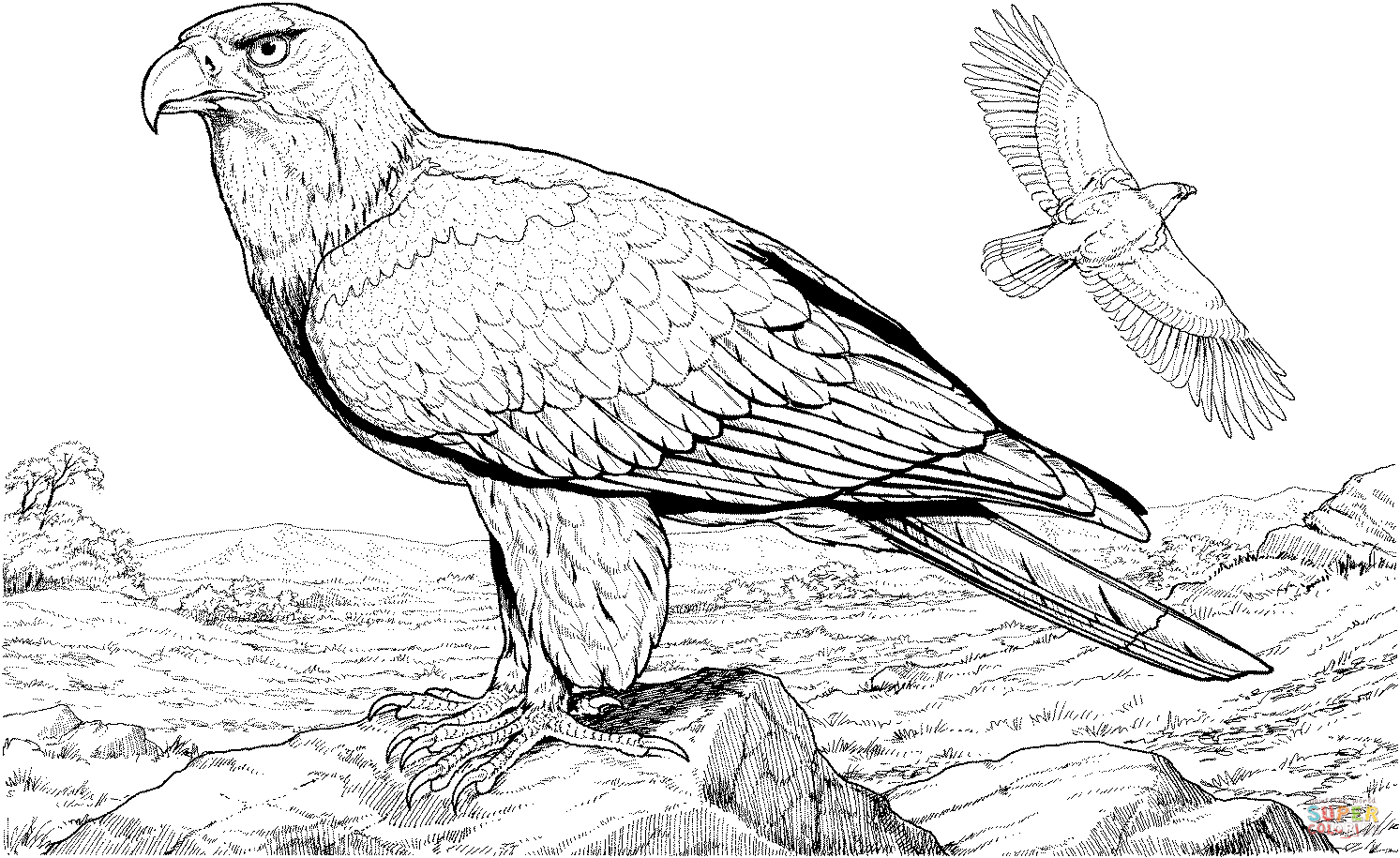 American bald eagle coloring page free printable coloring pages