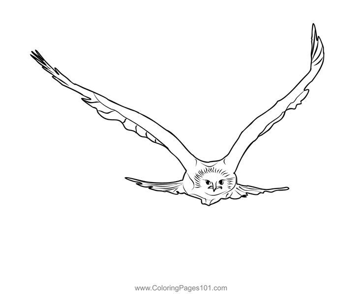 Golden eagle coloring page coloring pages golden eagle printable coloring pages